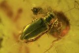 Detailed Fossil Beetle, Fly & Several Mites In Baltic Amber #73382-1